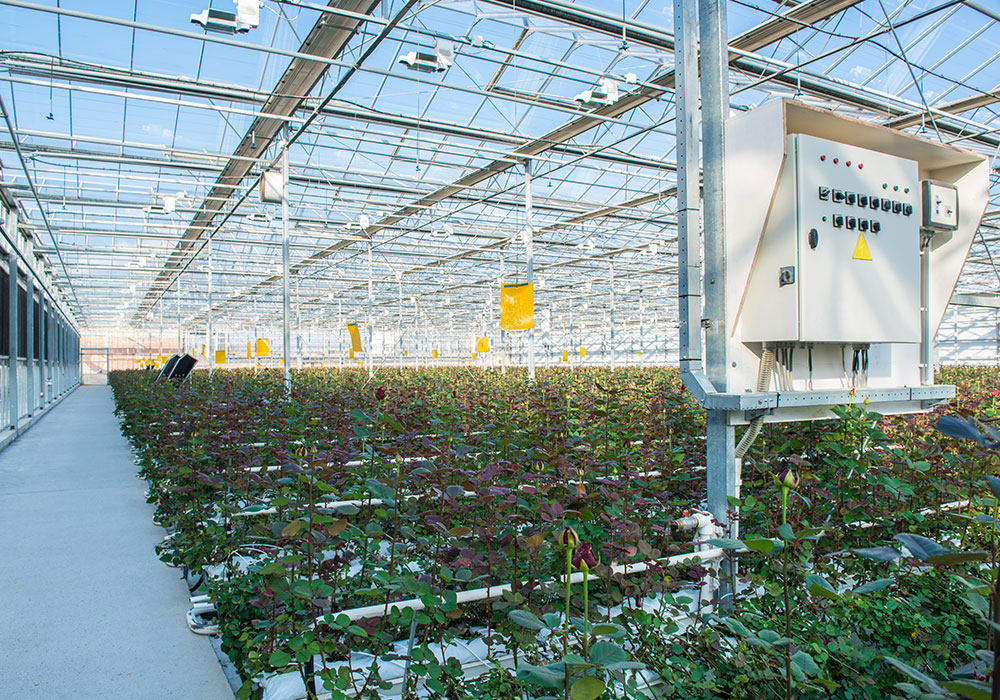 Akıllı Seralar Tarımda Dijital Dönüşümün Kalbi