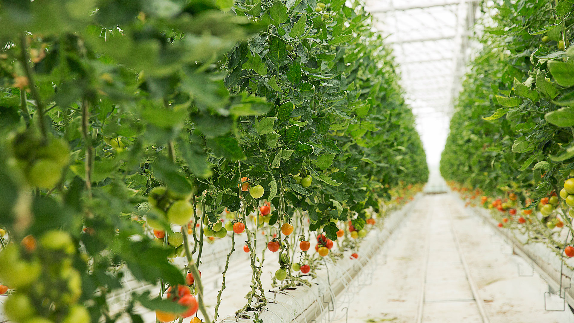 Güvenilir Partneriniz MST Holland